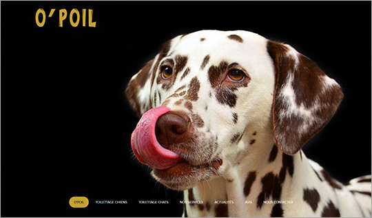 creation site internet salon toiletteur chiens chats saint-brieuc